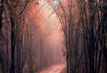 WELLBET：张伟丽成功卫冕女子草量级金腰带.